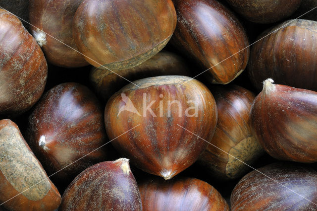 Sweet Chestnut (Castanea sativa)