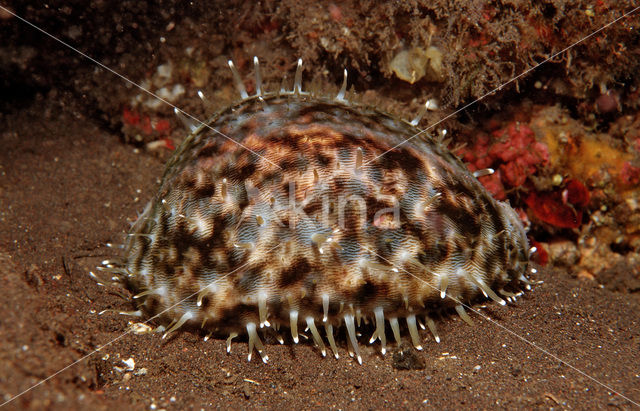 Tiger cowrie (Cypraea tigris)