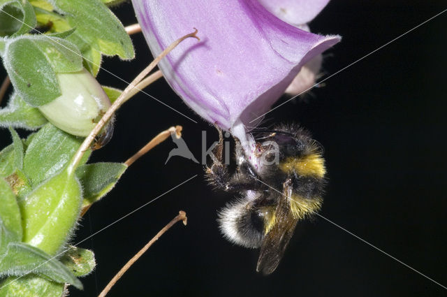 Small garden bumblebee (Bombus hortorum)