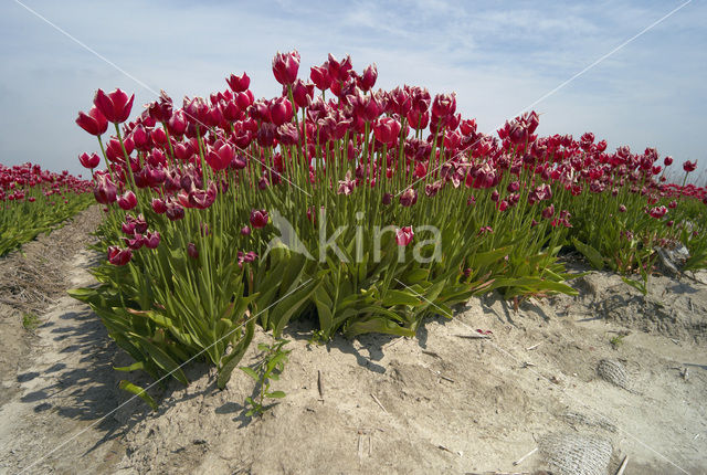 Tulp (Tulipa)