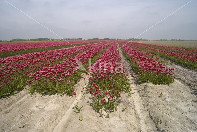 Tulip (Tulipa)