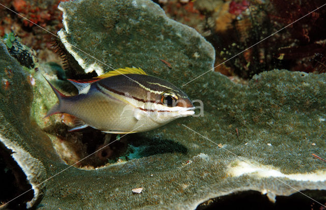 Two-lined monocle bream