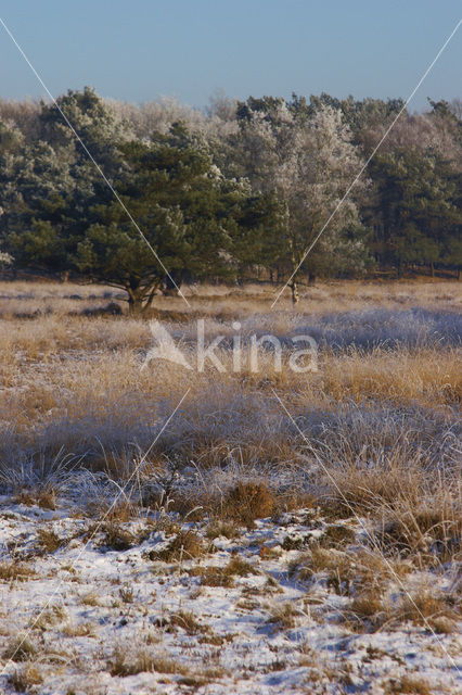Uffelter binnenveld