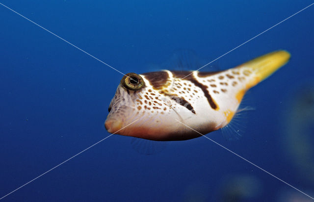 Valentini’s spitssnuit kogelvis (Canthigaster valentini)