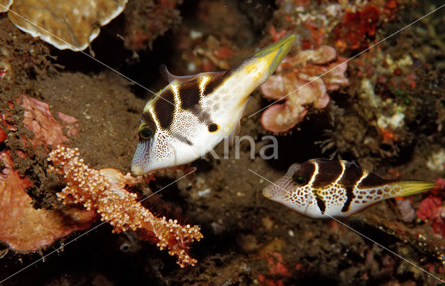 Valentini’s spitssnuit kogelvis (Canthigaster valentini)