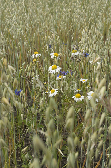 Corn Chamomile (Anthemis arvensis)