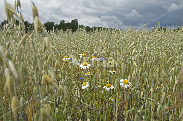 Valse kamille (Anthemis arvensis)