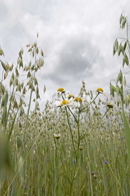 Corn Chamomile (Anthemis arvensis)