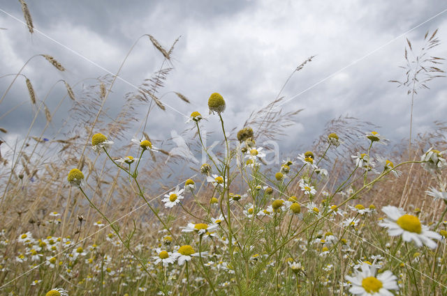 Corn Chamomile (Anthemis arvensis)