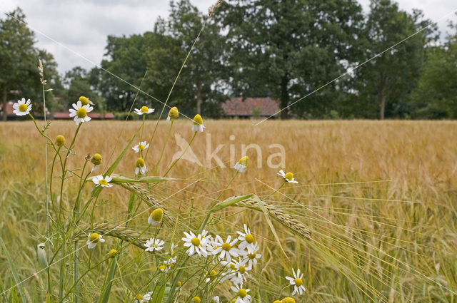 Valse kamille (Anthemis arvensis)