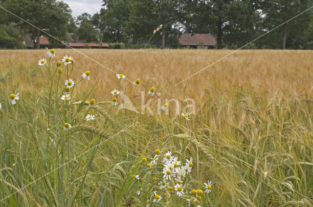 Valse kamille (Anthemis arvensis)