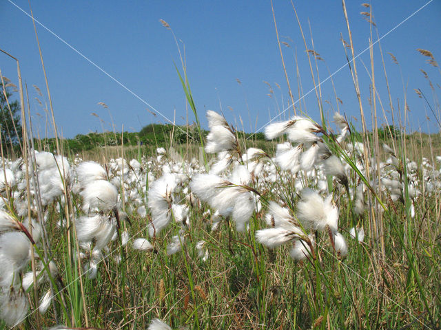 Common Cottongrass (Eriophorum angustifolium)