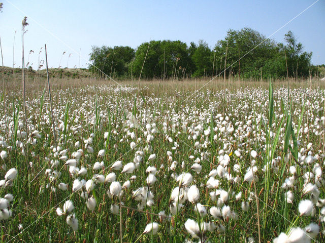 Veenpluis (Eriophorum angustifolium)