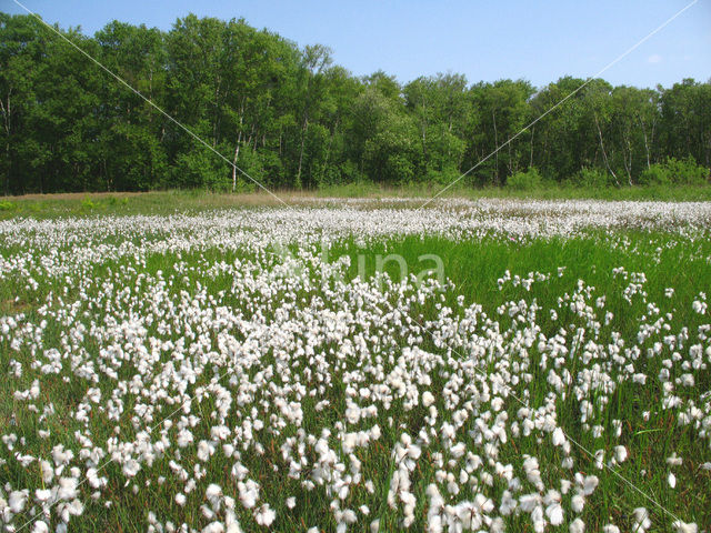 Veenpluis (Eriophorum angustifolium)