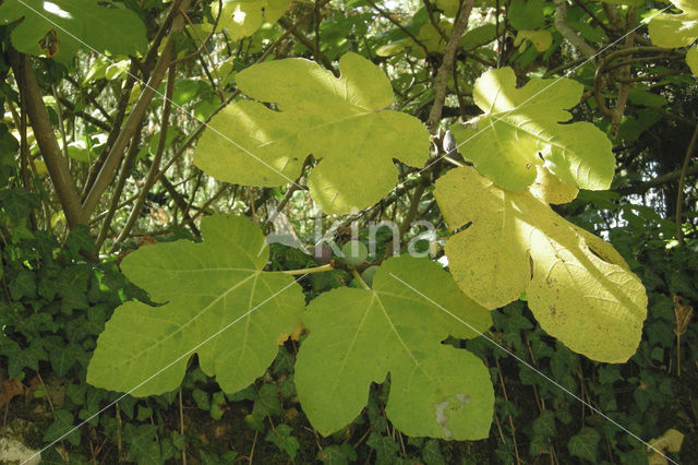 Fig (Ficus spec.)