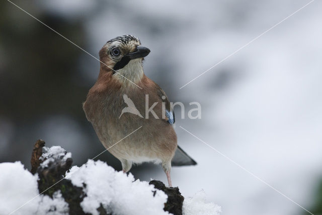 Eurasian Jay (Garrulus glandarius)