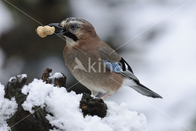 Eurasian Jay (Garrulus glandarius)