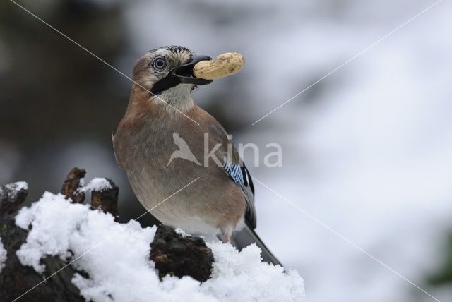 Vlaamse Gaai (Garrulus glandarius)