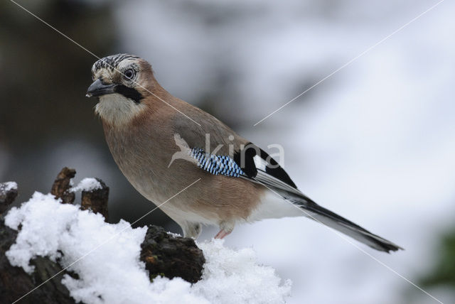 Vlaamse Gaai (Garrulus glandarius)