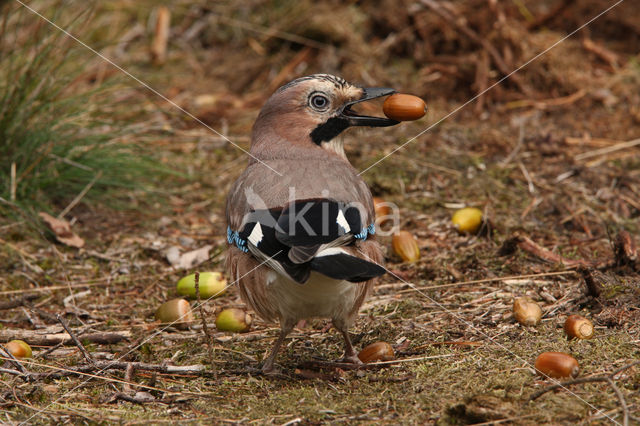 Vlaamse Gaai (Garrulus glandarius)