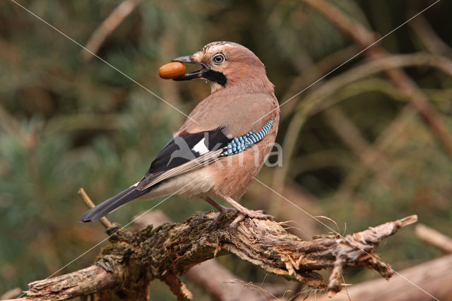 Eurasian Jay (Garrulus glandarius)