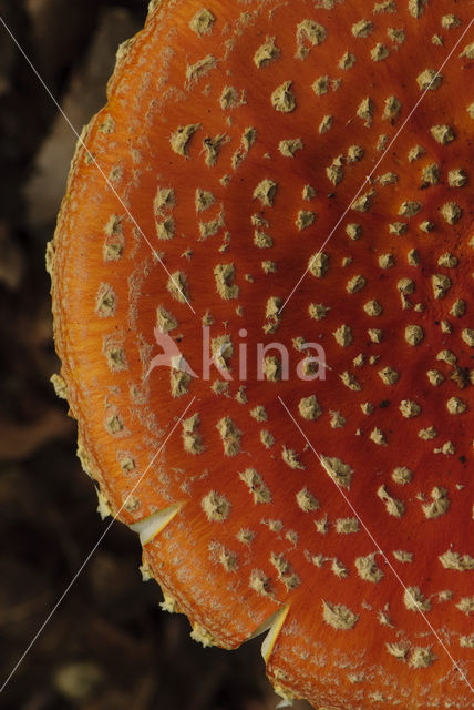 Fly agaric (Amanita muscaria)