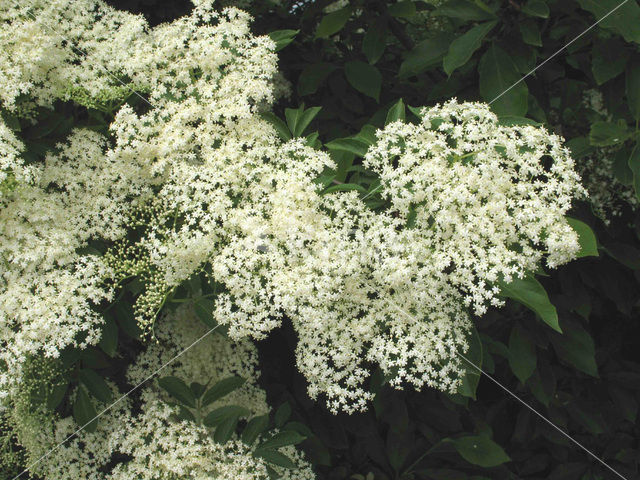 Elder (Sambucus )