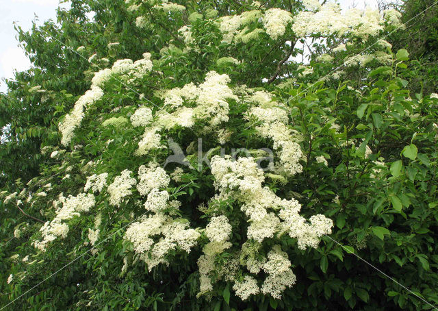 Vlier (Sambucus )