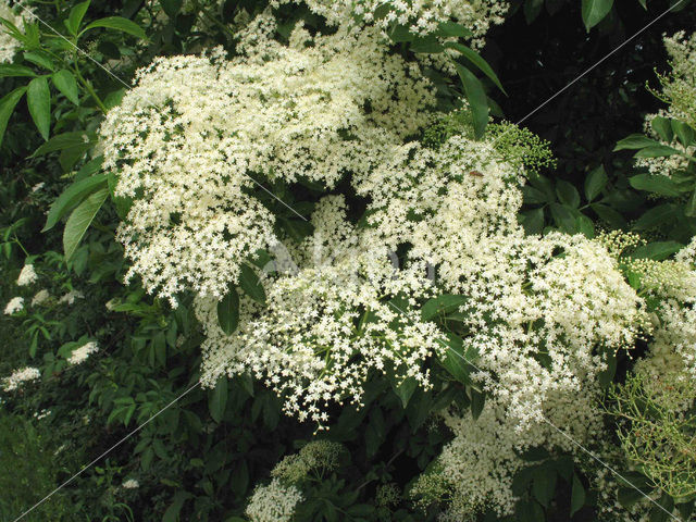 Vlier (Sambucus )