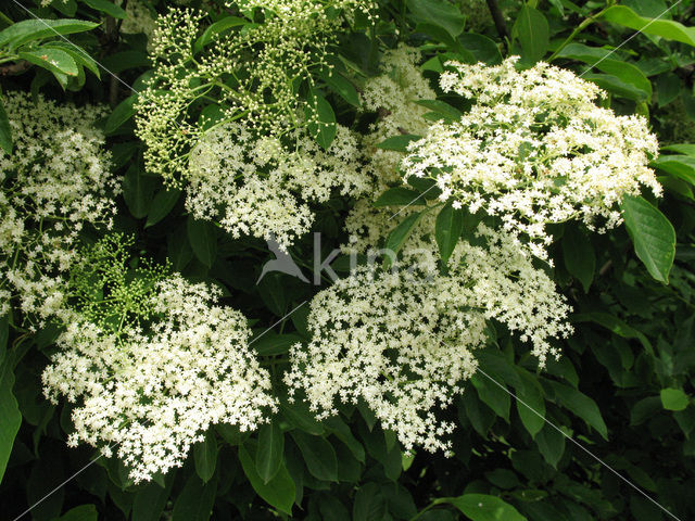 Vlier (Sambucus )