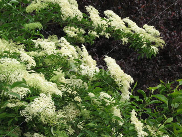 Vlier (Sambucus )