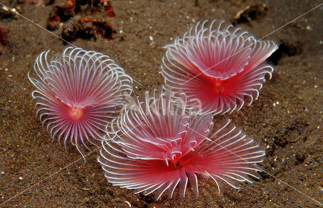 Waaierworm (Sabella spp.)