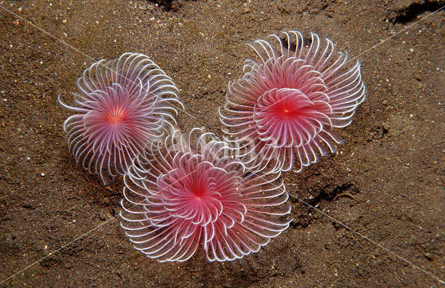 Fanworm (Sabella spp.)