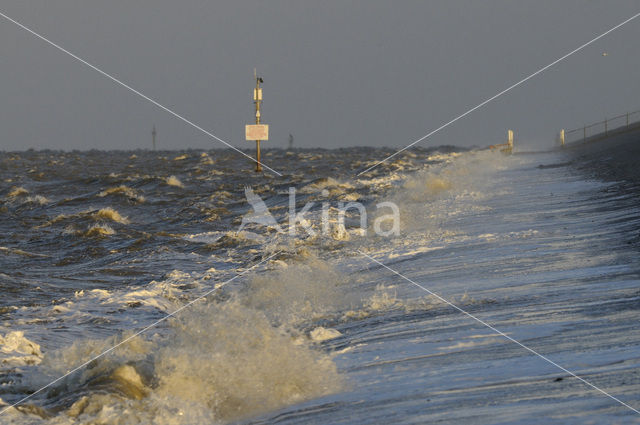 Waddensea