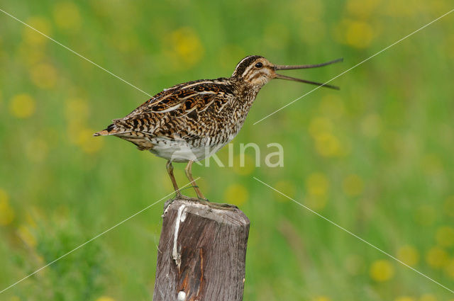 Watersnip (Gallinago gallinago)