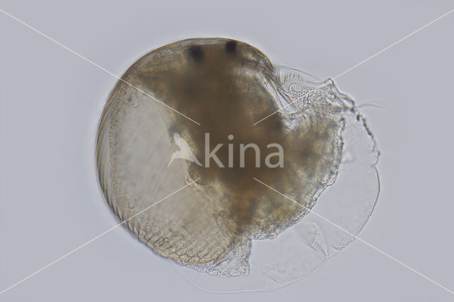 Waterflea (Alonella nana)