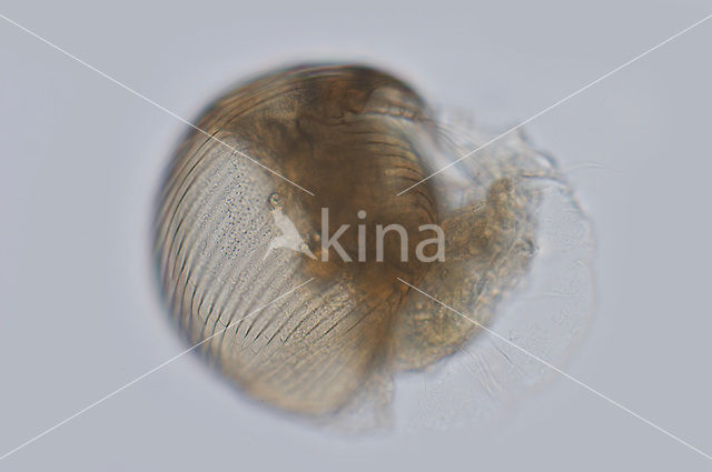 Waterflea (Alonella nana)