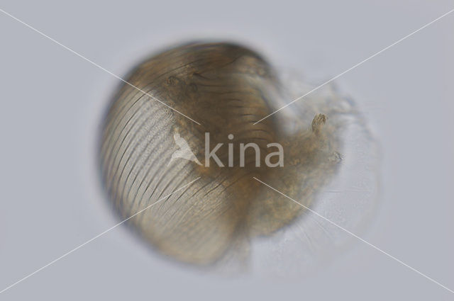 Waterflea (Alonella nana)