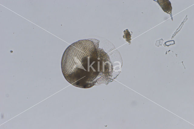 Waterflea (Alonella nana)