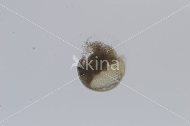 Waterflea (Alonella nana)