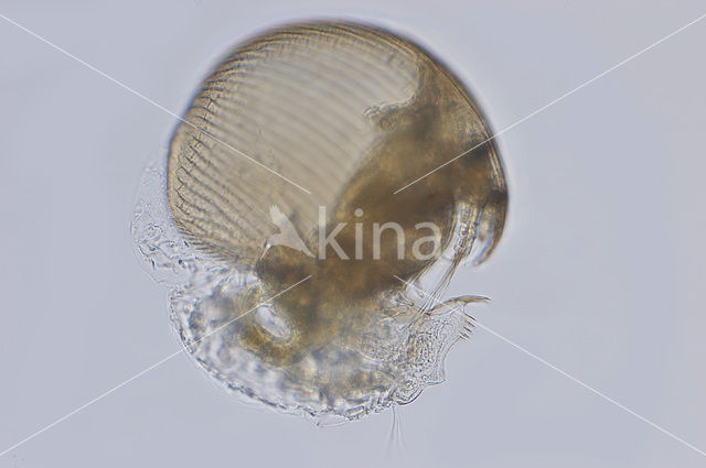 Waterflea (Alonella nana)