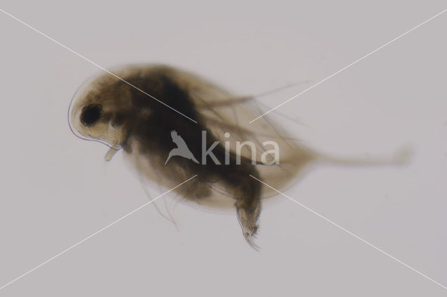 Waterflea (Daphnia sp.)