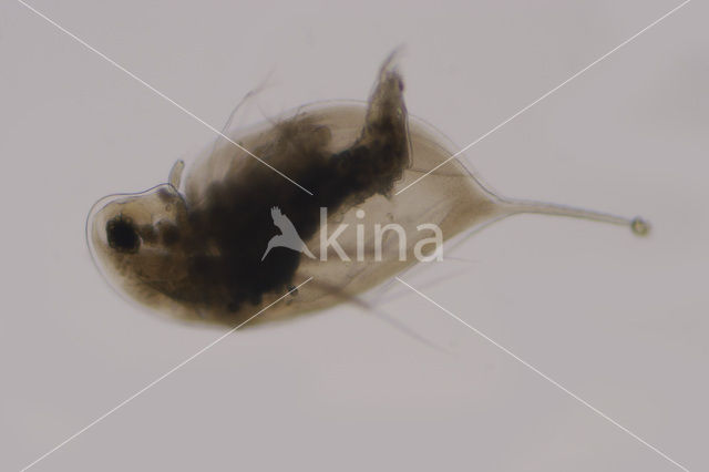 Waterflea (Daphnia sp.)