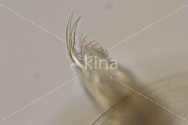 Waterflea (Daphnia sp.)