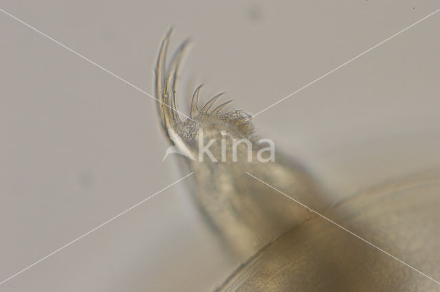 Watervlo (Daphnia sp.)