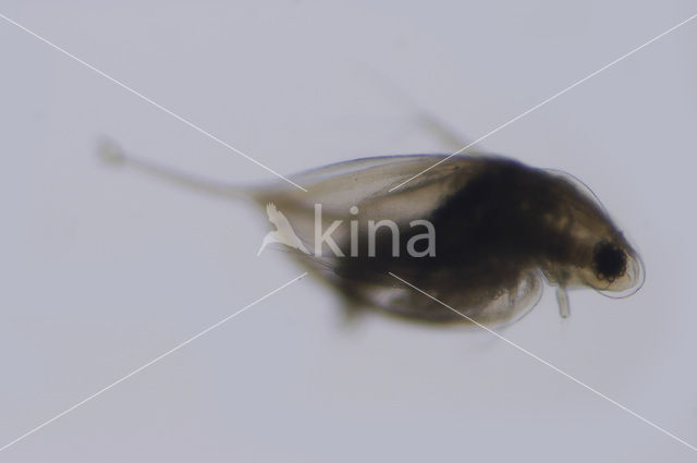 Watervlo (Daphnia sp.)