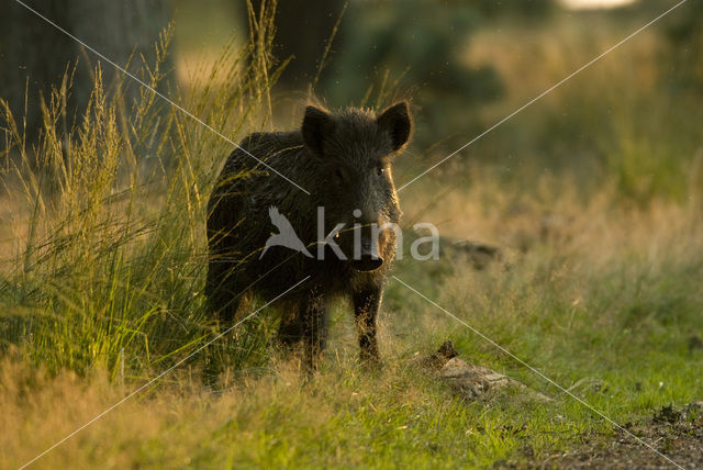 Wild Boar (Sus scrofa)