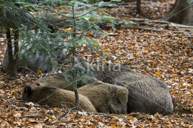 Wild Boar (Sus scrofa)