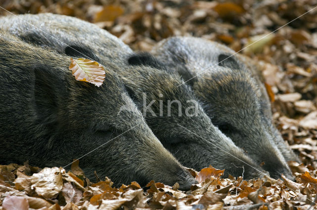 Wild Boar (Sus scrofa)