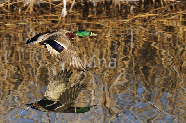 Wilde Eend (Anas platyrhynchos)